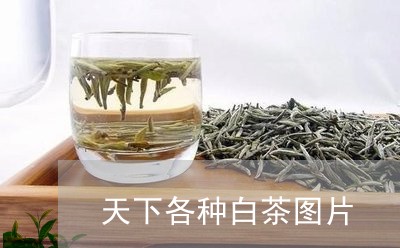 天下各种白茶图片/2023061718369