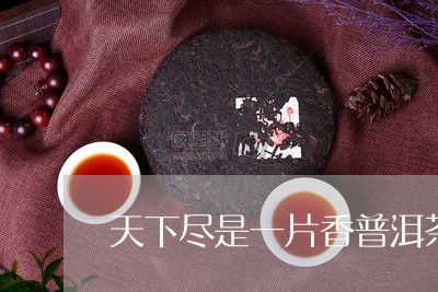 天下尽是一片香普洱茶/2023072269814