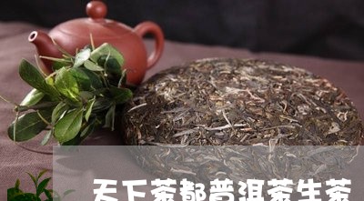 天下茶都普洱茶生茶/2023120529581