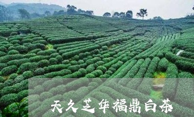 天久芝华福鼎白茶/2023061794826