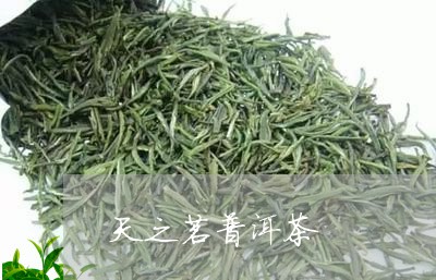 天之茗普洱茶/2023081554136