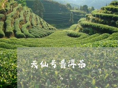 天仙号普洱茶/2023042755405