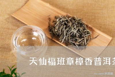 天仙福班章樟香普洱茶/2023092973906