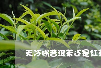 天冷喝普洱茶还是红茶/2023062383937