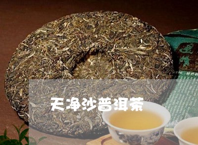 天净沙普洱茶/2023112672825