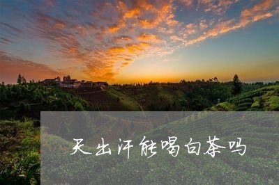 天出汗能喝白茶吗/2023081449593