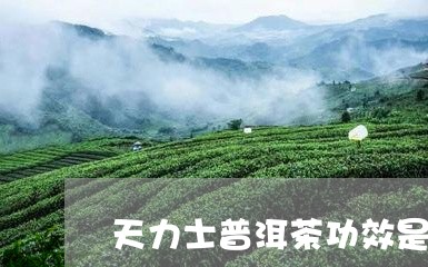 天力士普洱茶功效是什么/2023082986480