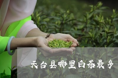 天台县哪里白茶最多/2023121806169