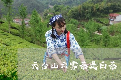 天台山云雾茶是白茶/2023071635369