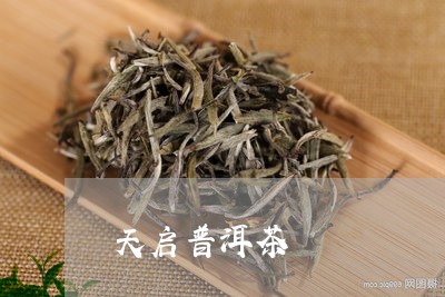 天启普洱茶/2023090685057