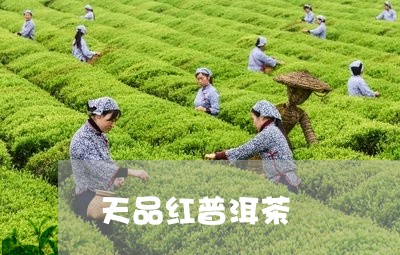 天品红普洱茶/2023042793934