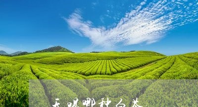 天喝哪种白茶/2023081491836