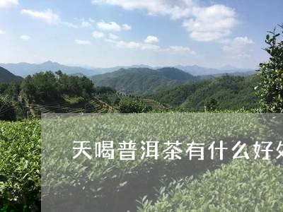 天喝普洱茶有什么好处和坏处/2023053014948