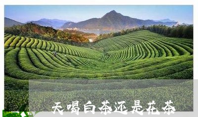 天喝白茶还是花茶/2023081423045