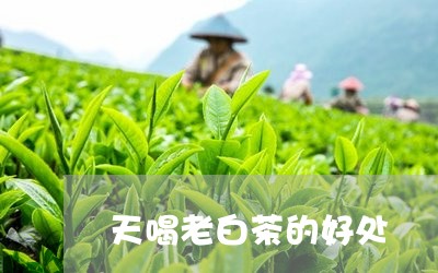 天喝老白茶的好处/2023071795139