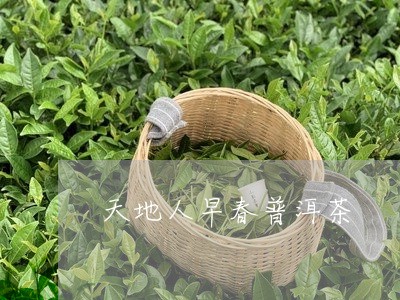 天地人早春普洱茶/2023112691504