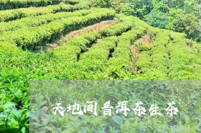 天地间普洱茶生茶/2023101666038