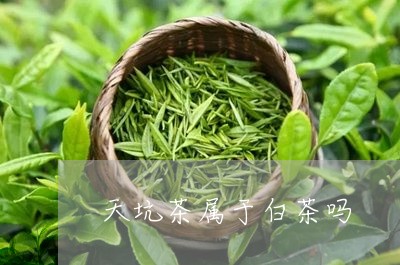 天坑茶属于白茶吗/2023061707372