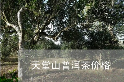 天堂山普洱茶价格/2023120420505