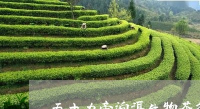 天士力帝泊洱生物茶谷/2023060917452