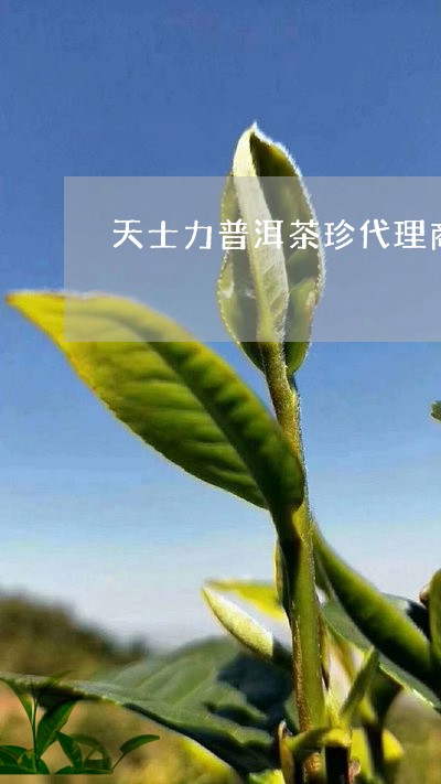 天士力普洱茶珍代理商/2023061375260