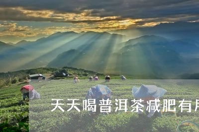 天天喝普洱茶减肥有用吗/2023081731504