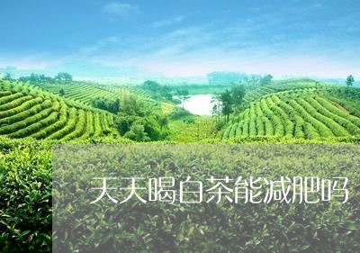 天天喝白茶能减肥吗/2023071650693