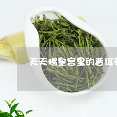 天天喝皇宫里的普洱茶/2023061855149