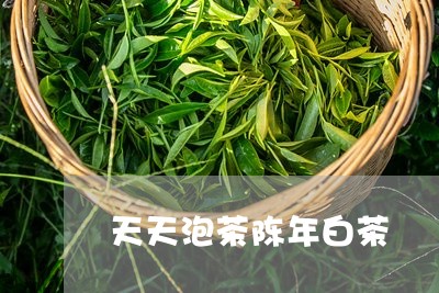 天天泡茶陈年白茶/2023061728169