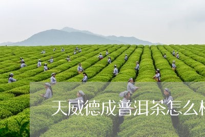 天威德成普洱茶怎么样/2023061724736