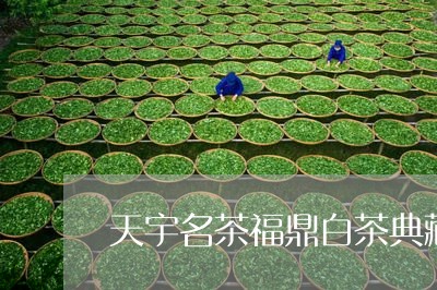 天宇名茶福鼎白茶典藏/2023120776058