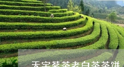 天宇茗茶老白茶茶饼/2023081366261