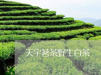 天宇茗茶野生白茶/2023061715147