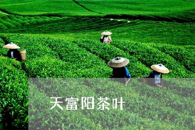 天富阳茶叶/2023090295147