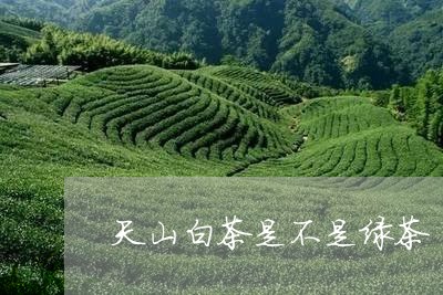 天山白茶是不是绿茶/2023071689571