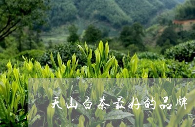 天山白茶最好的品牌/2023081334935