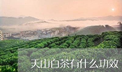 天山白茶有什么功效/2023071653248