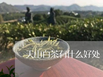 天山白茶有什么好处/2023071613036