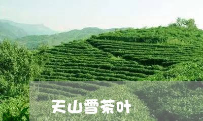 天山雪茶叶/2023041767522