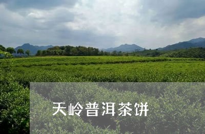 天岭普洱茶饼/2023042912526