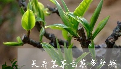 天府茗茶白茶多少钱/2023071630604