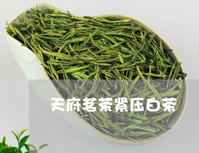 天府茗茶紧压白茶/2023061745038