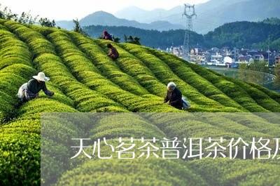 天心茗茶普洱茶价格及图片/2023110566179