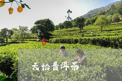 天怡普洱茶/2023090648152