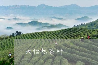 天怡然茶叶/2023041748904