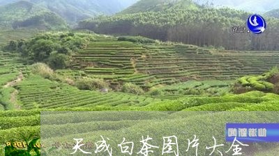 天成白茶图片大全/2023061730626