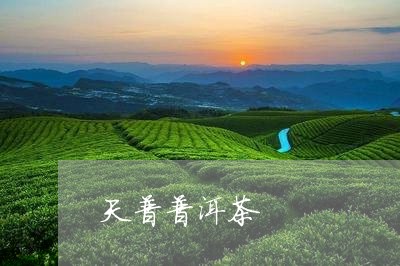 天普普洱茶/2023081786250