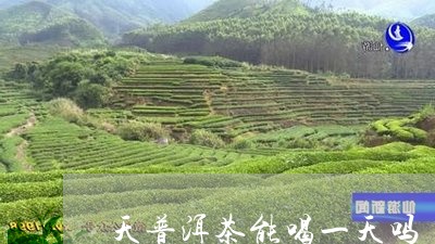 天普洱茶能喝一天吗/2023120666394