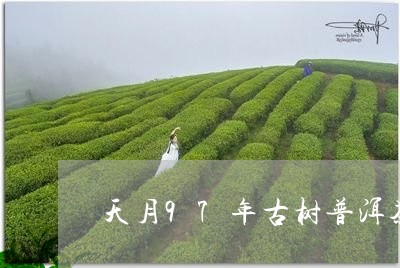 天月97年古树普洱茶/2023062129380