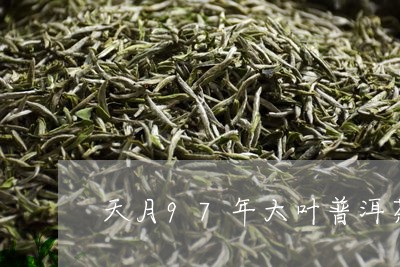 天月97年大叶普洱茶/2023092998363